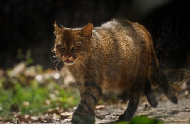 Фотоловушка в горах засняла редкую пампасскую кошку