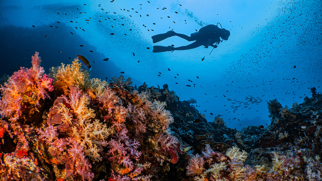 Танец щупалец: глубоководные существа с бледно-желтыми телами удивили ученых