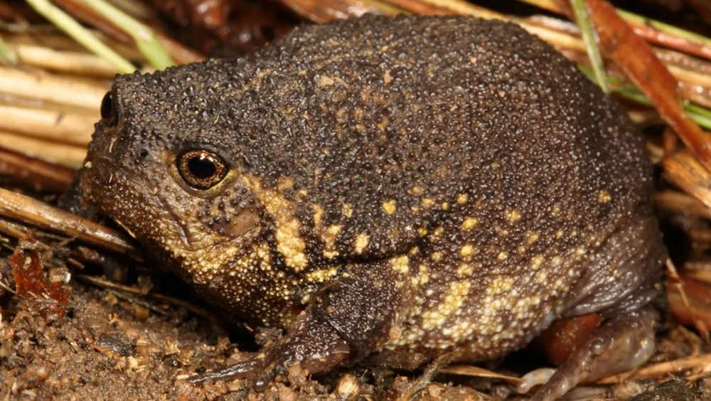 Сердитый узкорот: обнаружен новый вид дождевых лягушек