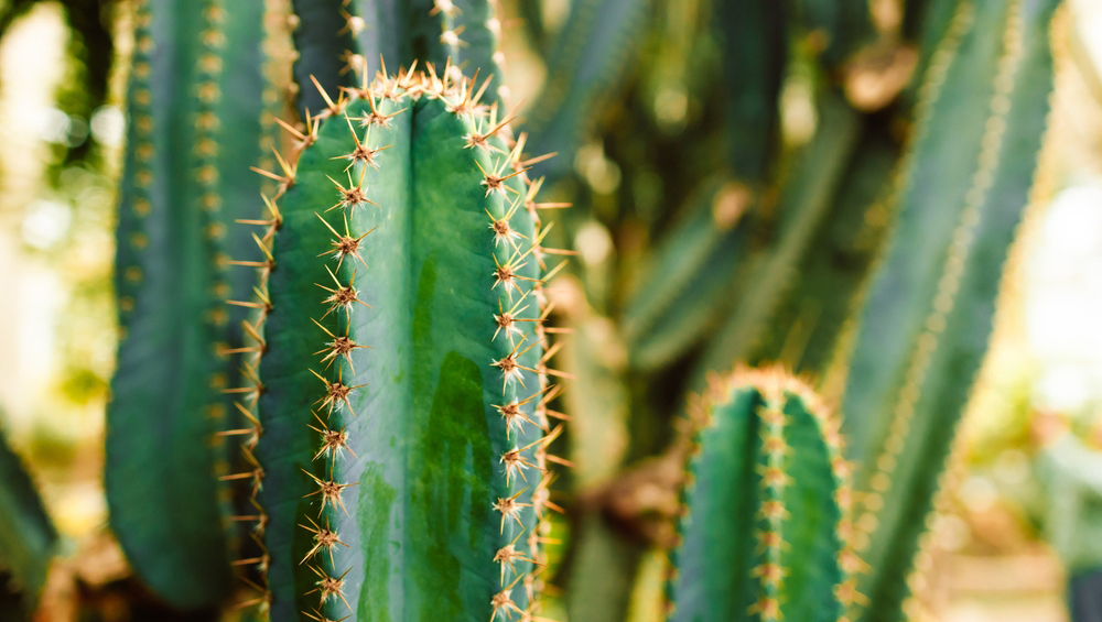 Машина эволюции: кактусы стремительно образуют новые виды