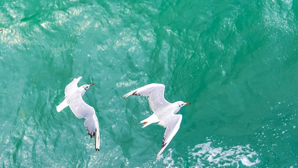 Опасные вещества запретили 50 лет назад, но они до сих пор служат причиной гибели птиц