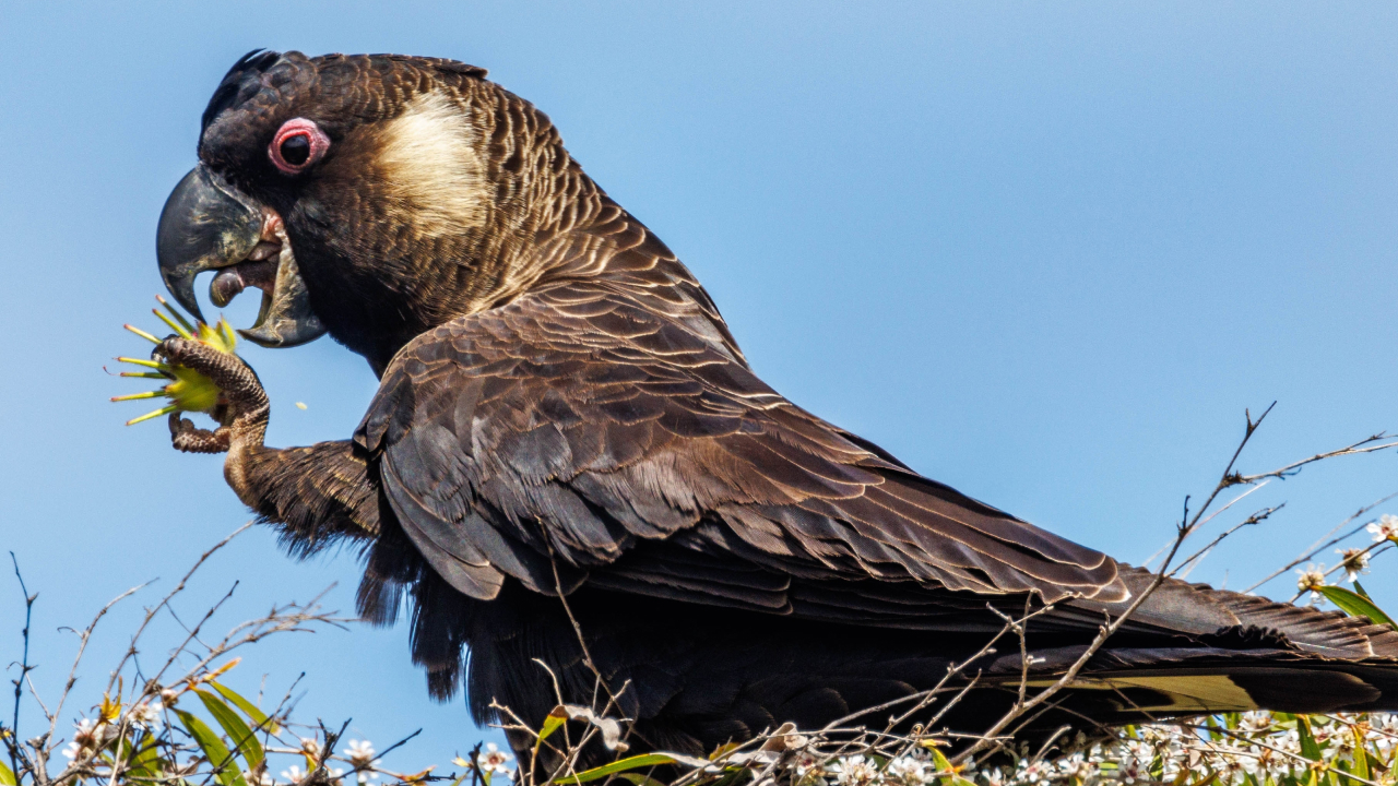 Редкий вид какаду может исчезнуть навсегда из-за добычи бокситов