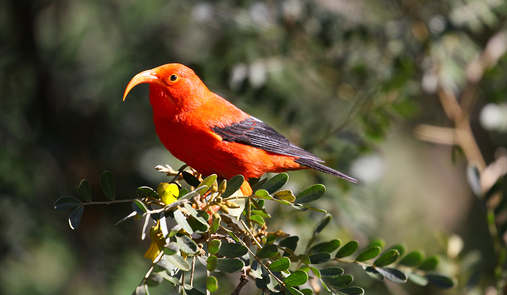 Певчие птицы Гавайев массово грабят чужие гнезда