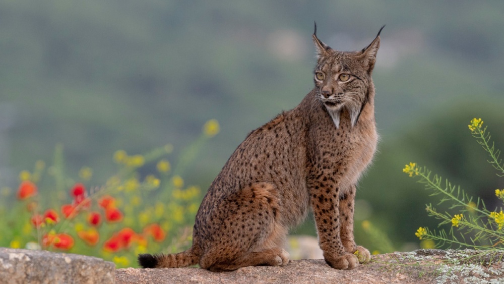 Рысь, моющую добычу перед едой, впервые сняли биологи