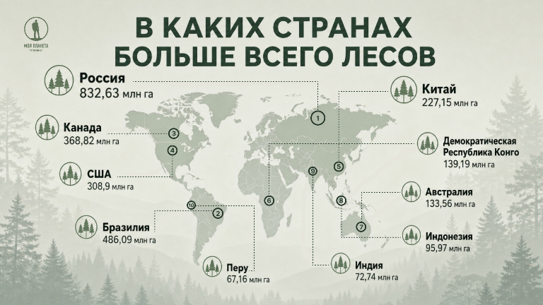 10 стран, где в мире больше всего лесов: инфографика