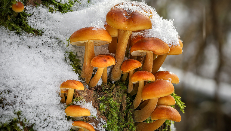 Какие грибы можно собирать поздней осенью и даже зимой