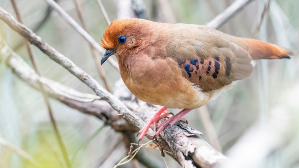 В Бразилии вывели трех самых редких птиц в мире