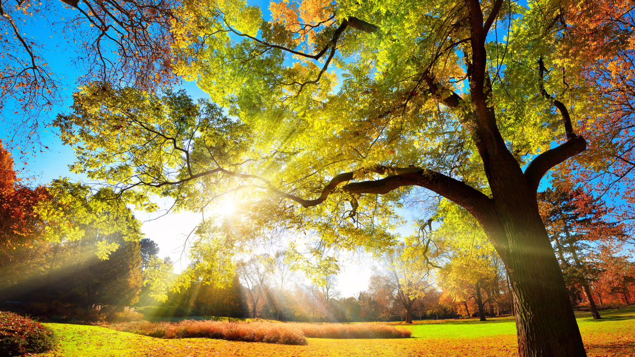 Синоптики рассказали, где в России ждать бабьего лета
