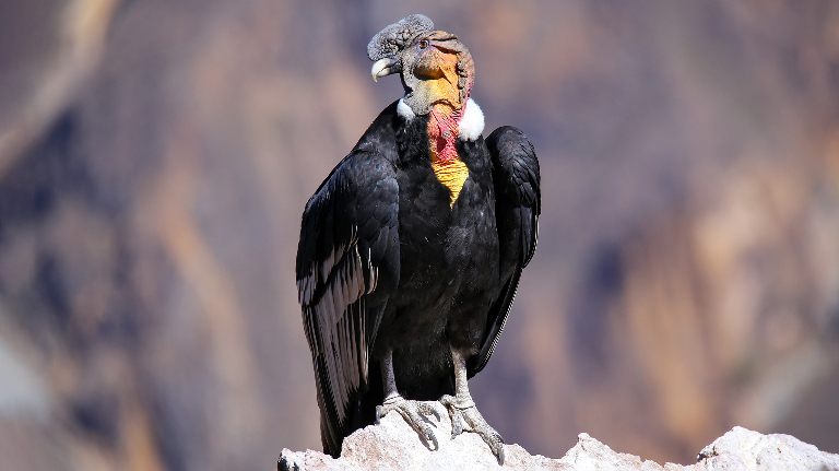 Андский кондор: как самой тяжелой птице на Земле удается летать