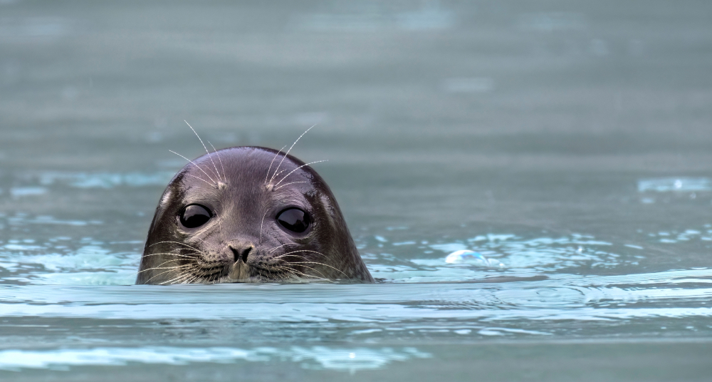 Дожди ускоряют вымирание тюленей в Белом море