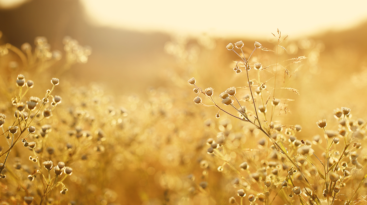 Почему бабье лето так называется 