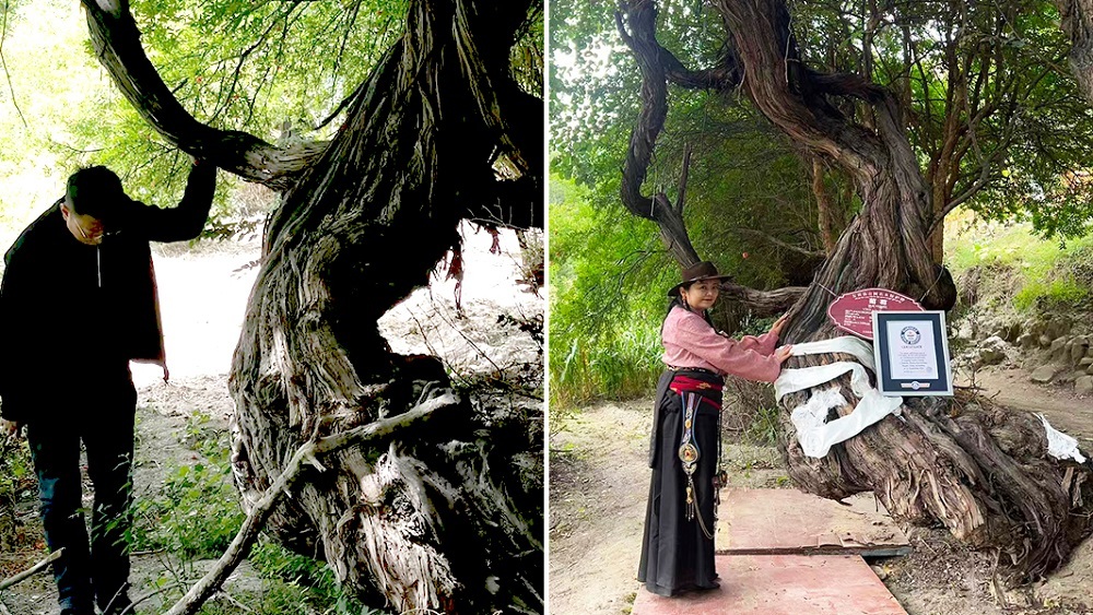 8-метровая виноградная лоза возрастом 416 лет стала старейшей в мире