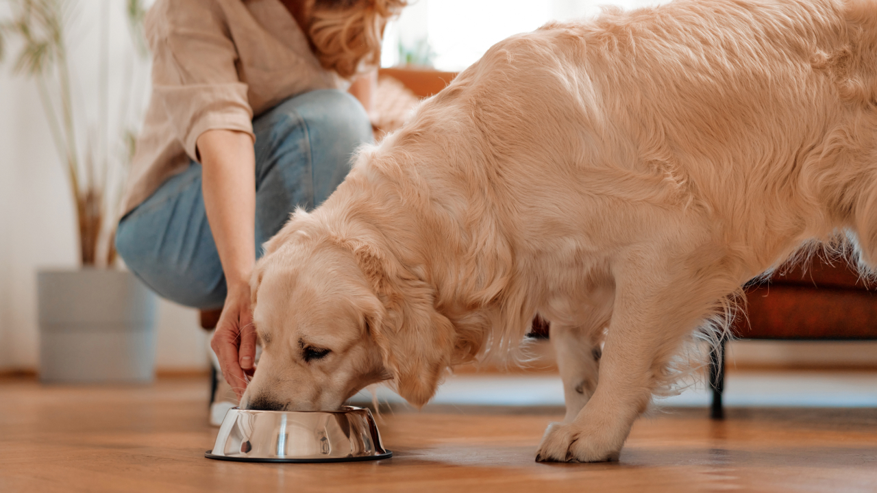 «Натуралка» или сухой корм — какой рацион лучше для собак