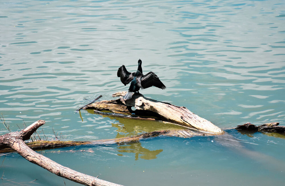 Плавающие у морских берегов бревна оказались не безобидны