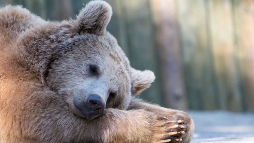 Почему медведи не теряют мышечную массу во время спячки, ответили ученые