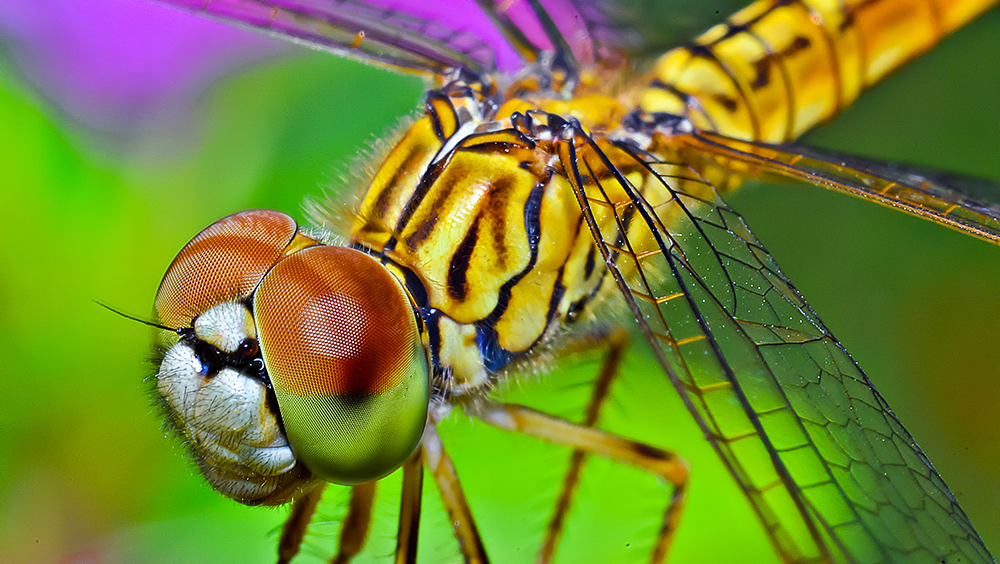 Стрекозы пережили удар астероида, но им снова угрожает вымирание