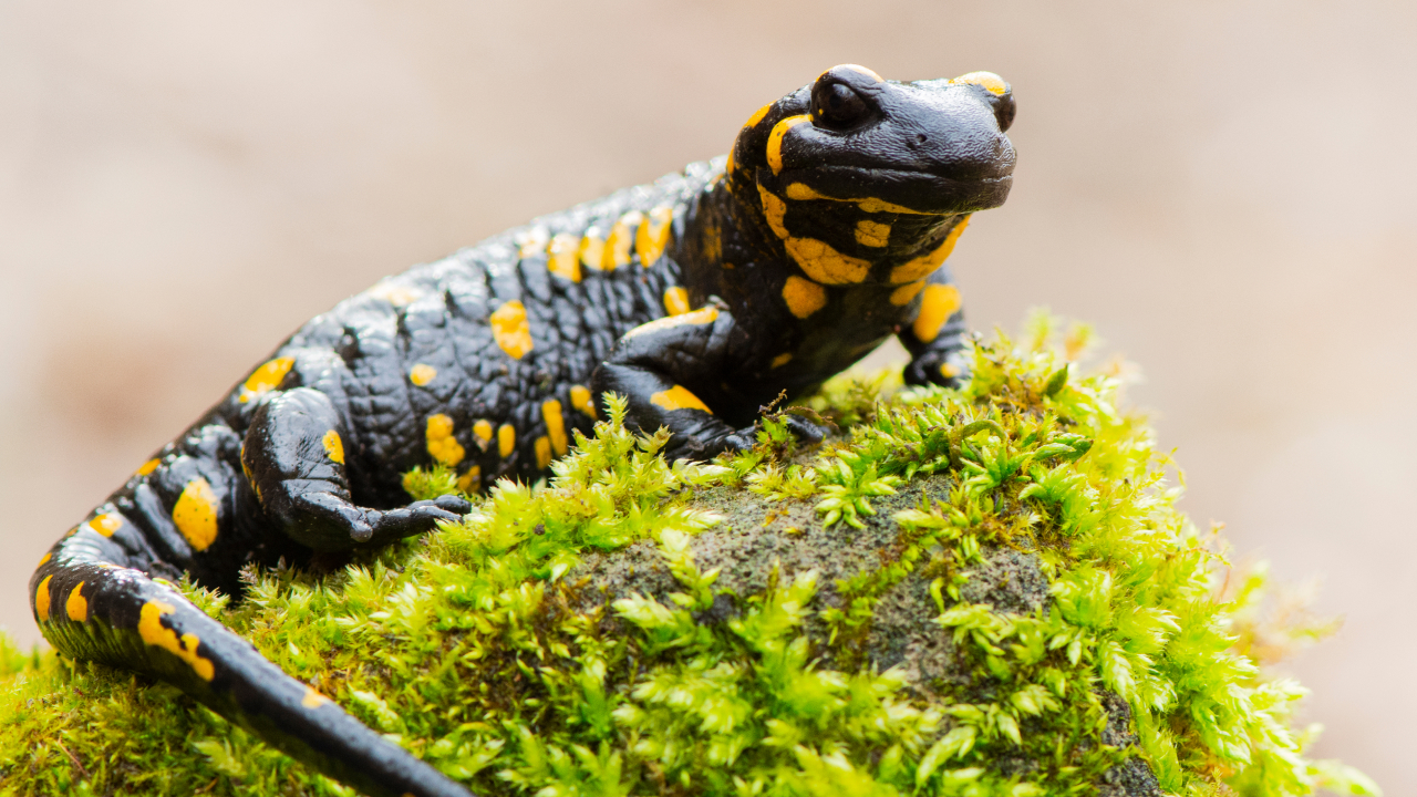 Почему саламандры не чувствуют холод — исследование