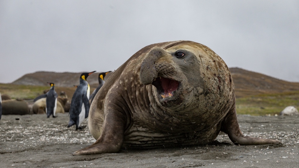 Узнают спустя много лет: феноменальная память морских слонов удивила биологов