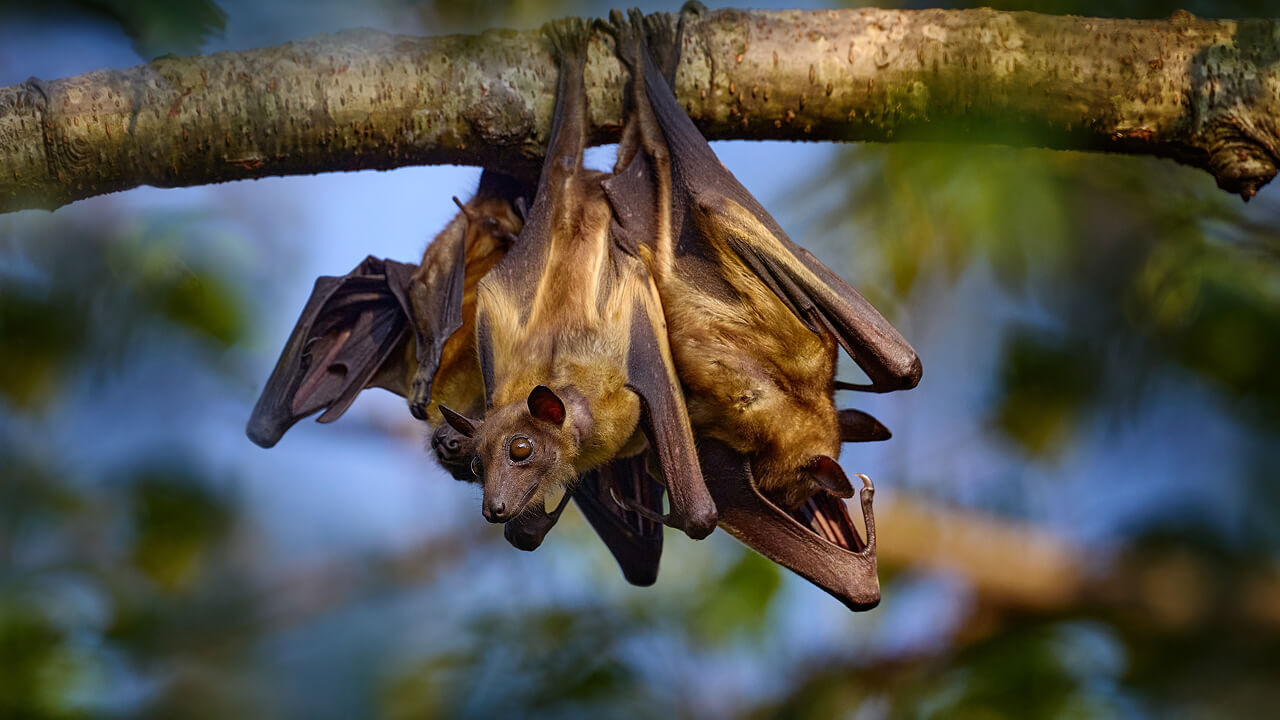 Обнимаются и делятся едой: летучие мыши оказались очень социальными животными