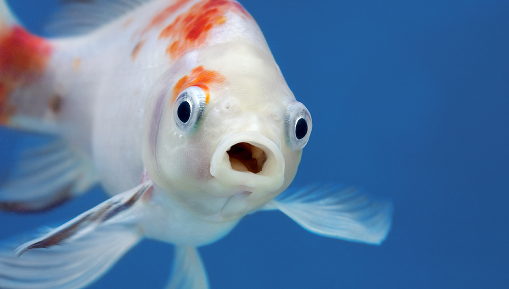 Рыбьи клоаки повлияли на появление пальцев: исследование