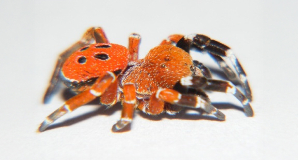 Открыт новый вид паука-божьей коровки