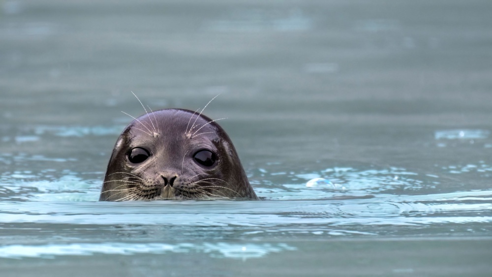 Тюлени нарочно плывут в логово белых медведей:  раскрыта причина