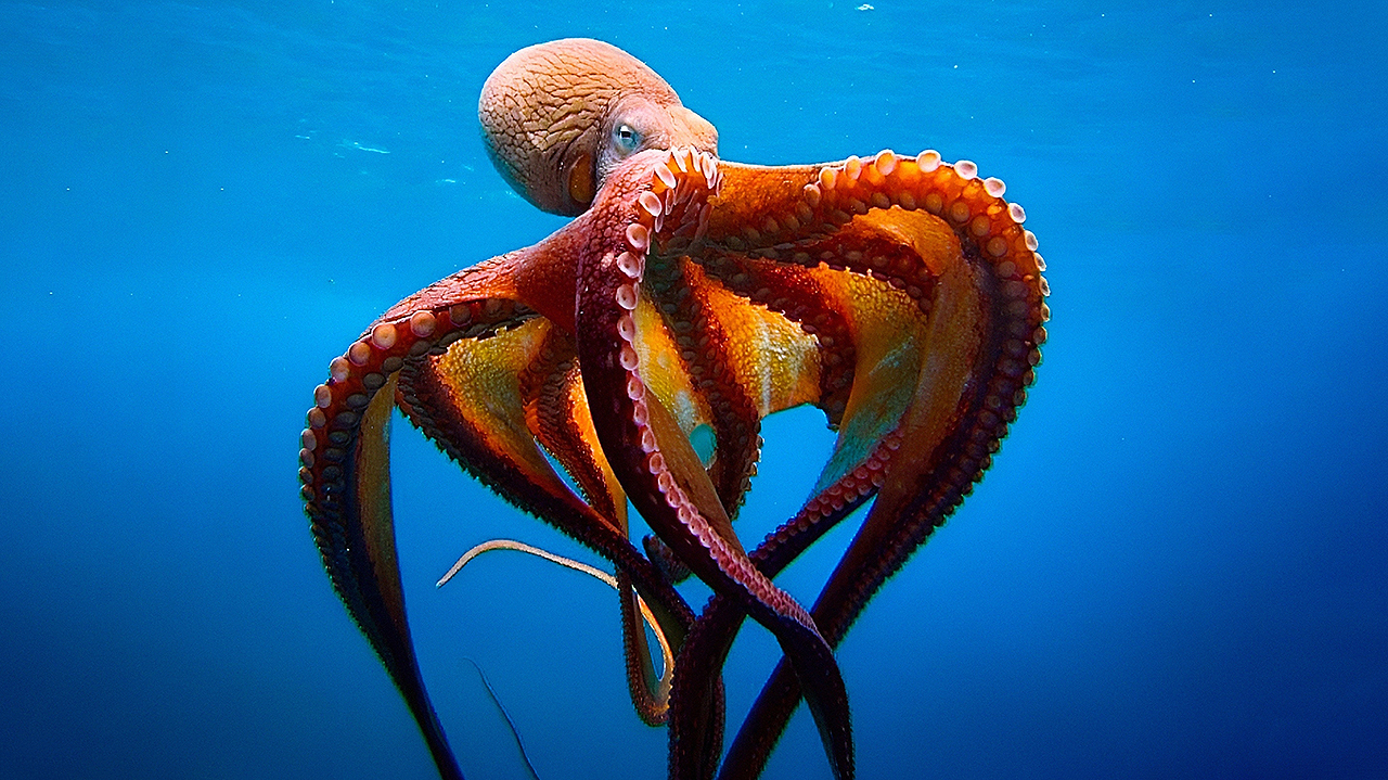 Осьминог: как живет этот интеллектуал морских глубин