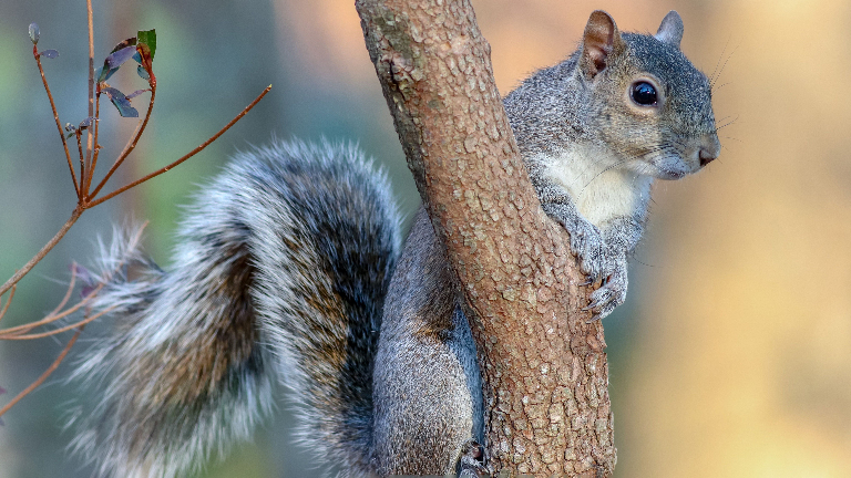 5 незваных гостей: как инвазивные животные меняют природу России