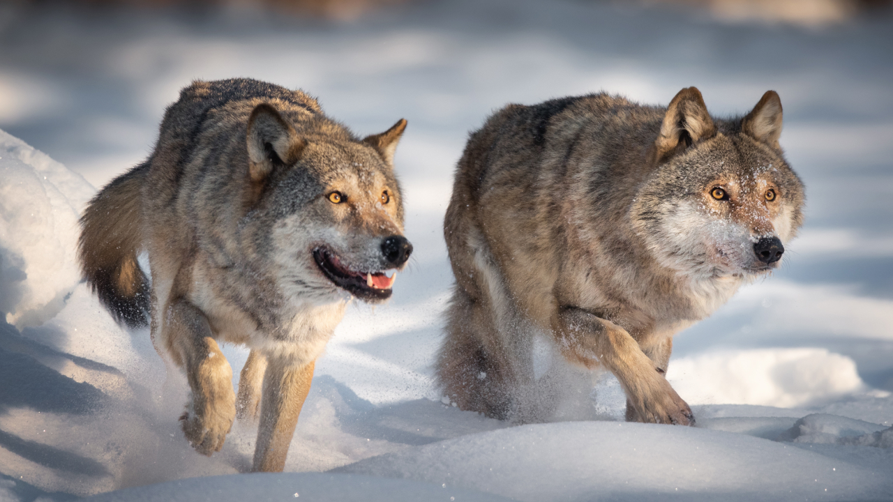 Волки в Аляске освоили «морскую» охоту