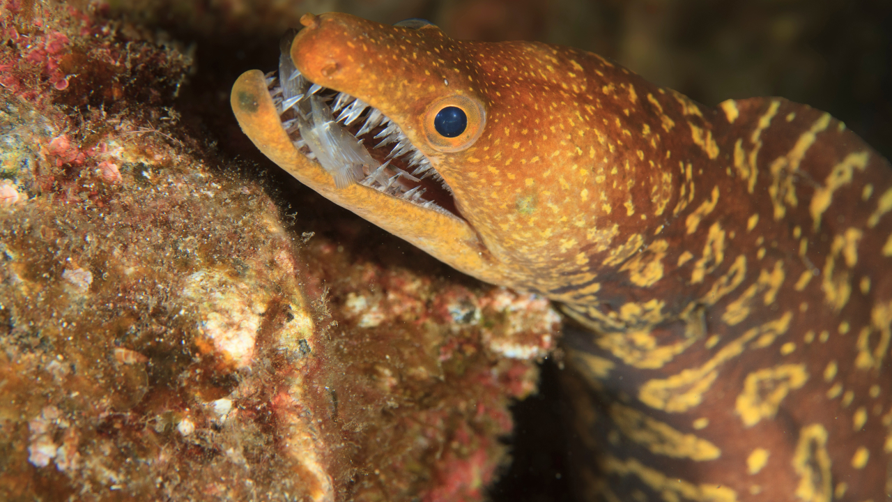  Российский турист пострадал от укуса мурены на пляже в Египте