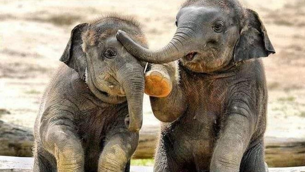 У животных есть свой «интернет»: что он из себя представляет