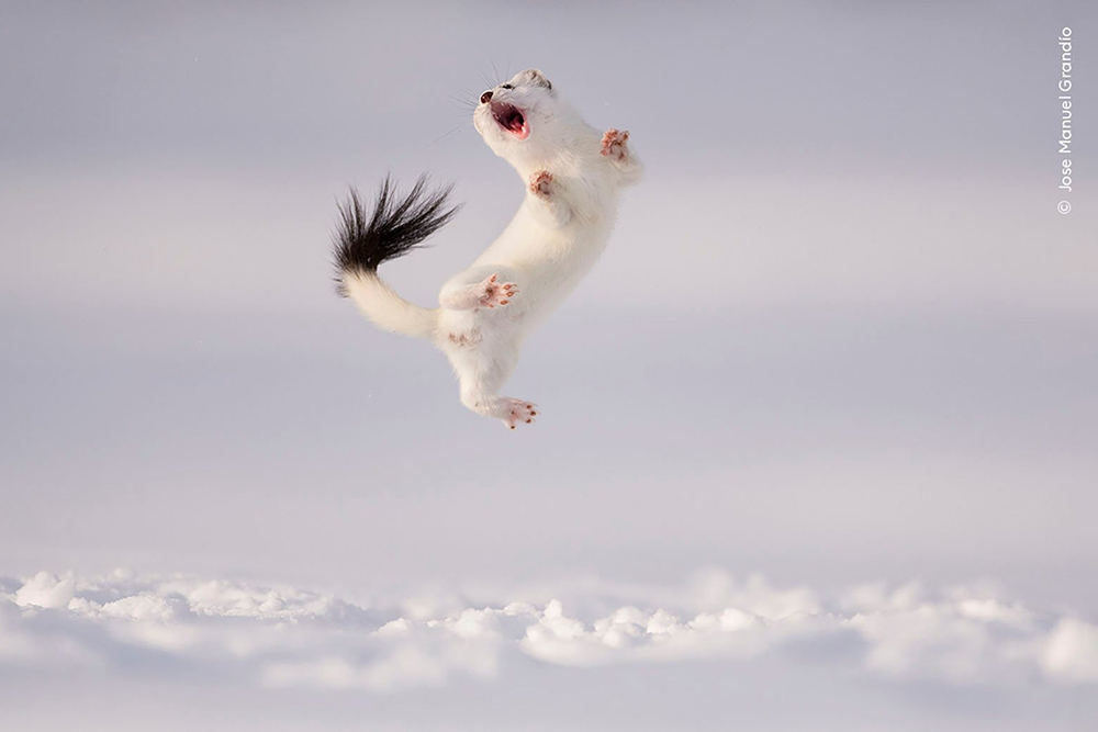 Ягуар vs крокодил и танец горностая: лучшие фото Wildlife Photography of the Year