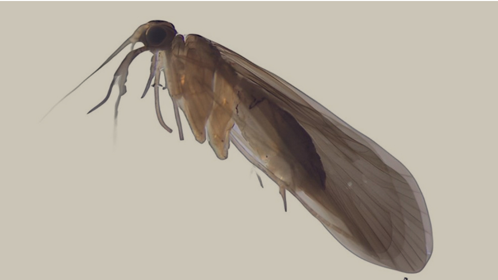 Неизвестное науке насекомое найдено в момент исчезновения