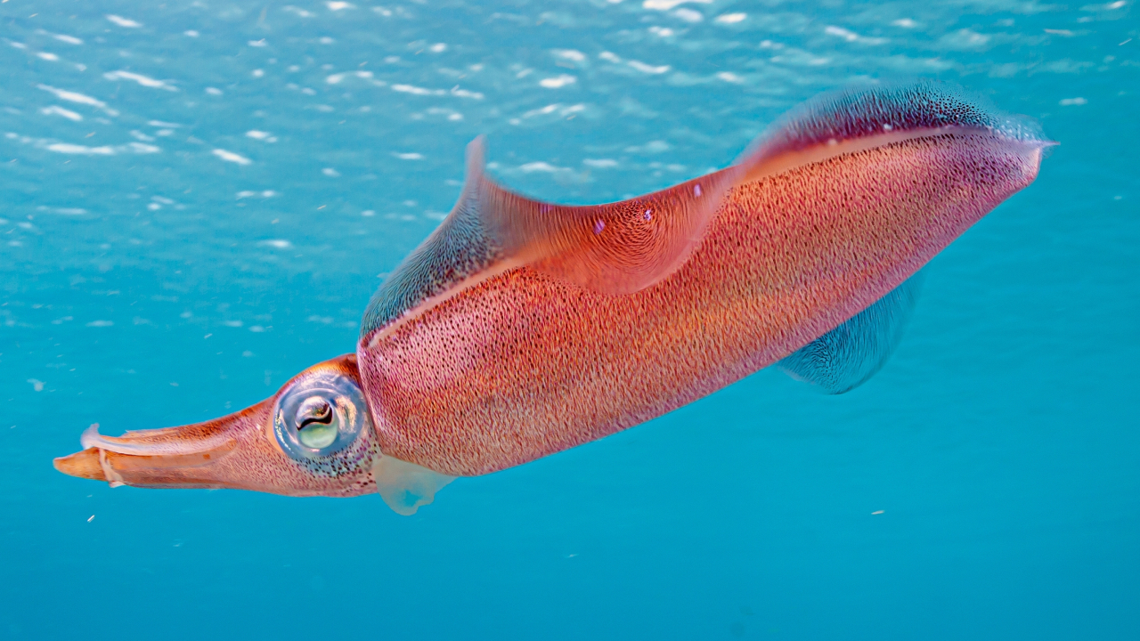 Как кальмары пережили массовое вымирание и завоевали океаны