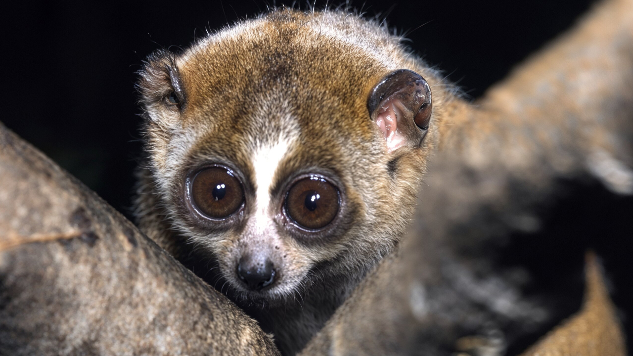 Почему карликовый лори стал сенсацией в соцсетях