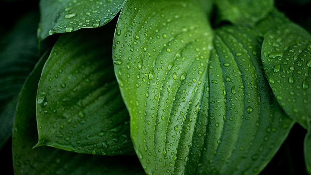 Биологи нашли ДНК целого леса в каплях дождя