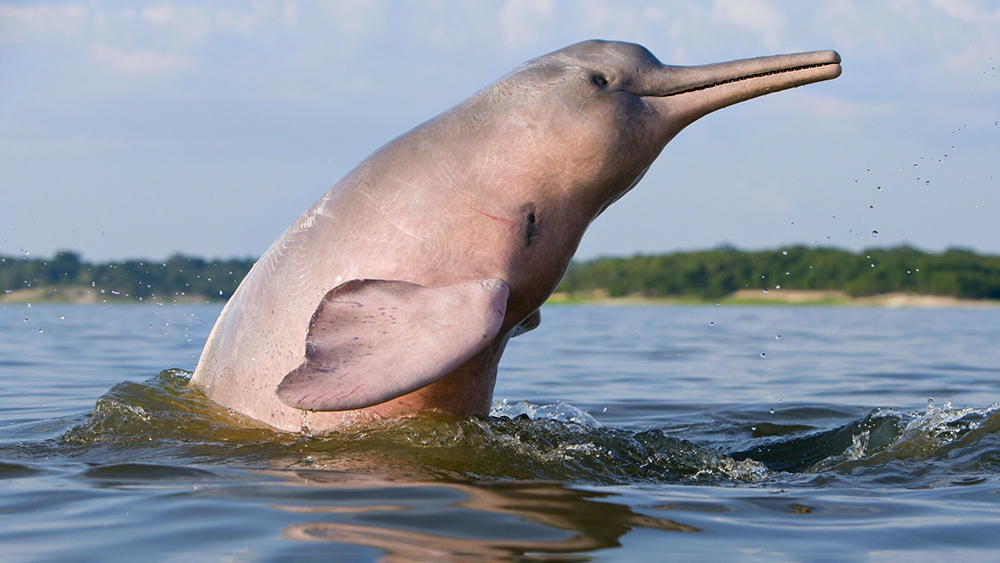 Редким розовым дельфинам грозит вымирание из-за ртути