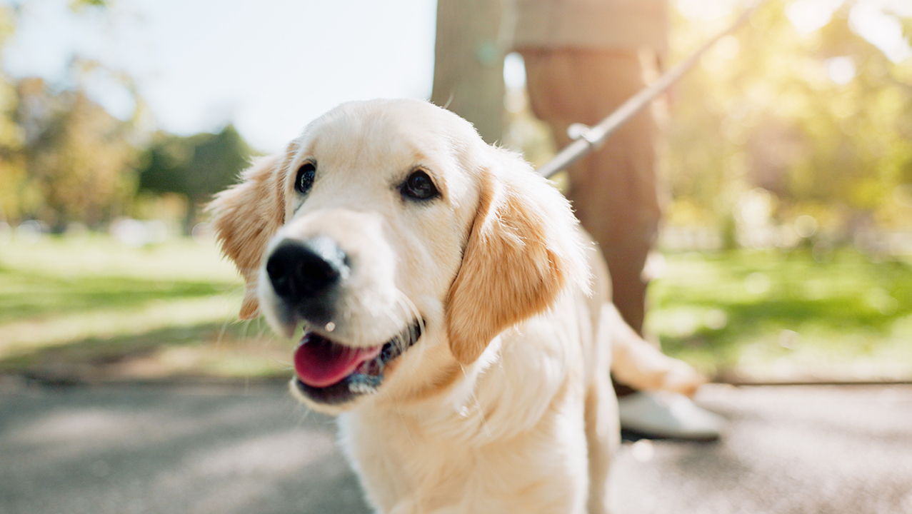 10 интересных фактов о собаках