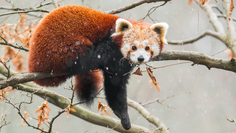 Последняя из рода: почему красная панда так одинока