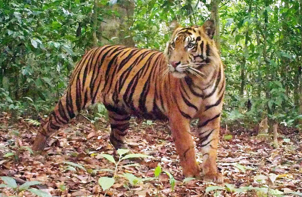 Исчезающие тигры вернулись в отдаленные джунгли Суматры