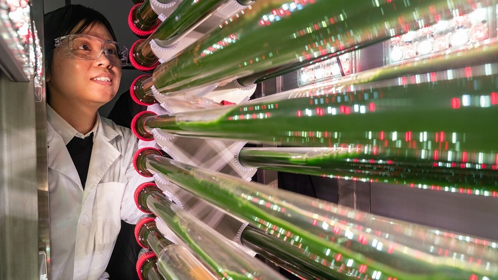 Экологи вырастили водоросли, удаляющие микропластик