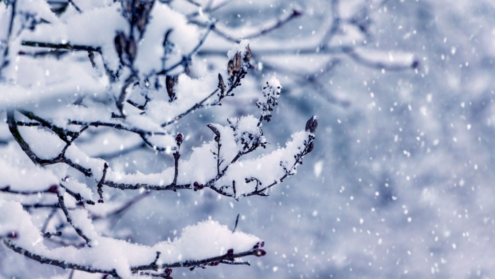 Уникальное поведение: эти млекопитающие уменьшают мозг, чтобы пережить холод 