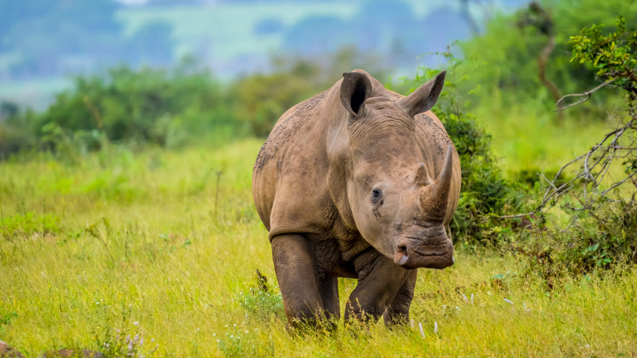 Носорог: почему древний гигант оказался на грани исчезновения