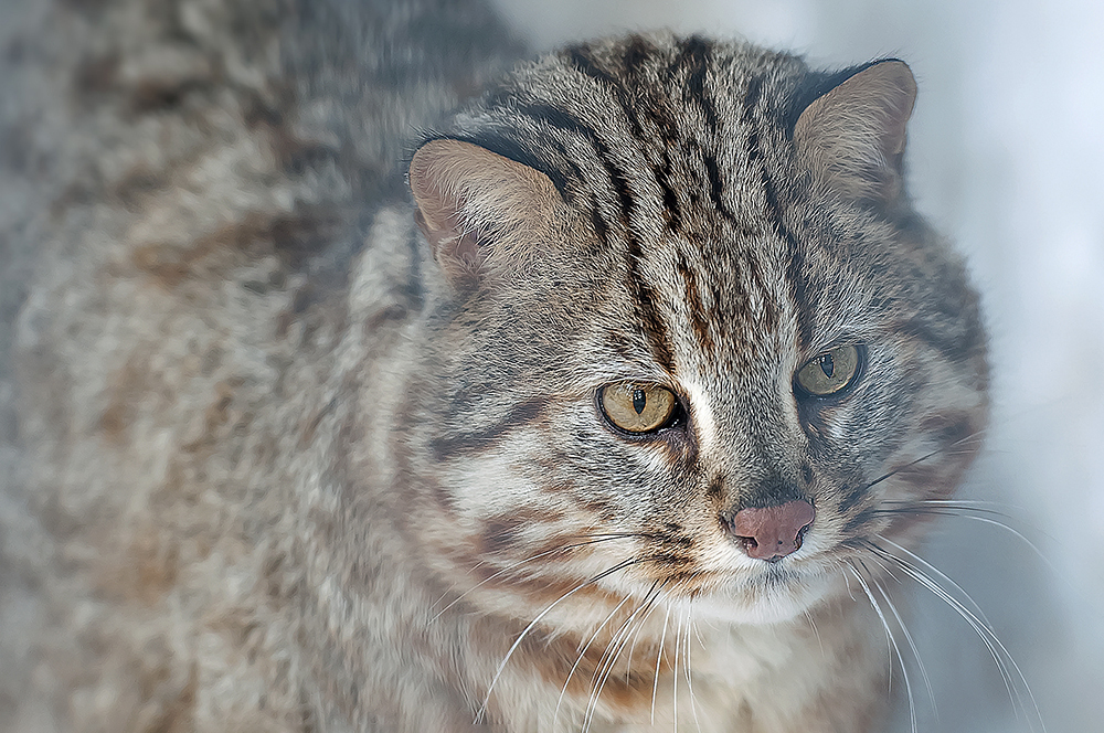 Пришел погреться: в Приморье засняли краснокнижного амурского кота