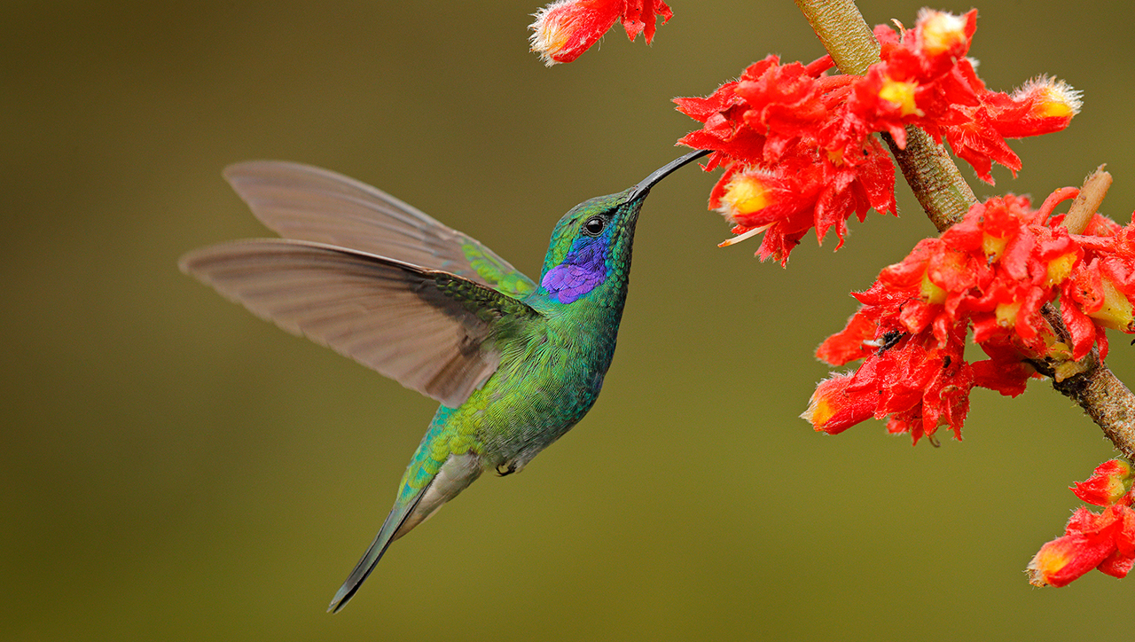 Не только пчелы: 5 неожиданных опылителей
