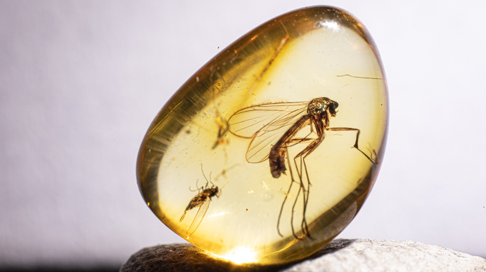 Застывшие в янтаре клещи и комары видели динозавров: ученые разгадали тайны древнего леса