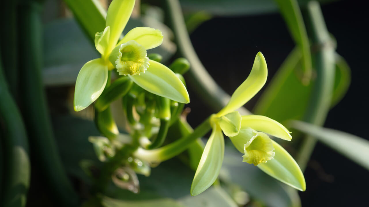 Биологи обнаружили скрытую «зимнюю память» внутри растений