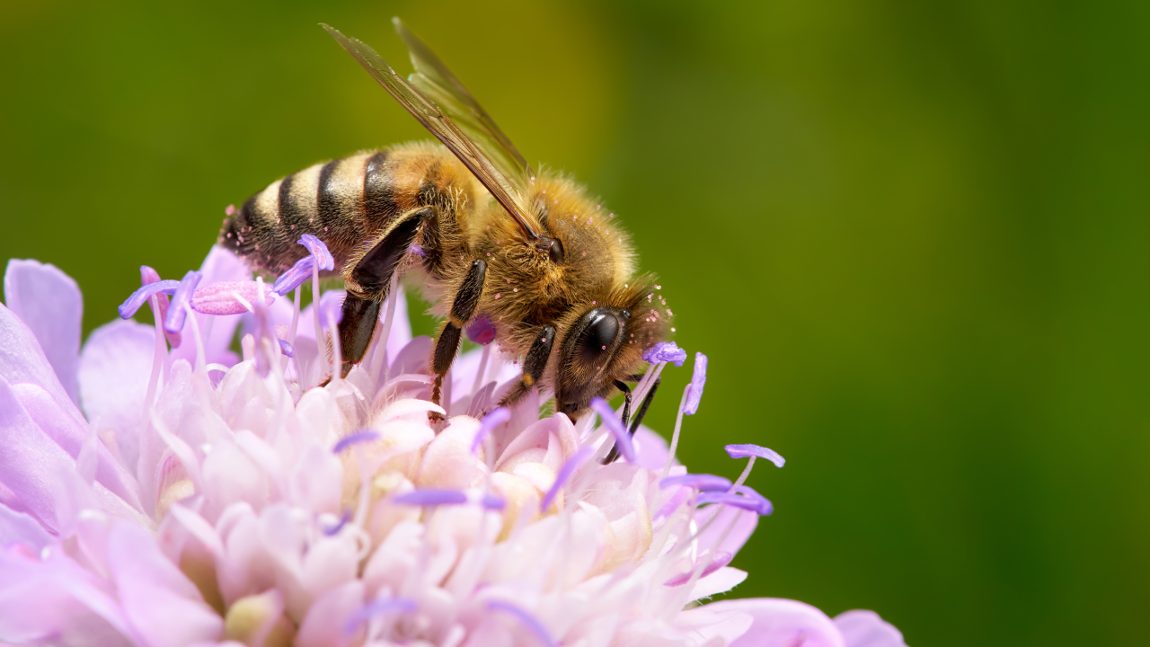 Дикие медоносные пчелы официально включены в список исчезающих видов Европы