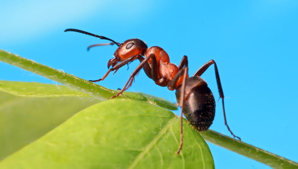 Растения платят муравьям «сахарные взятки» за охрану