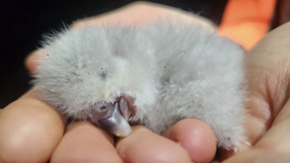 За месяц вылупились 95 птенцов самого редкого в мире попугая